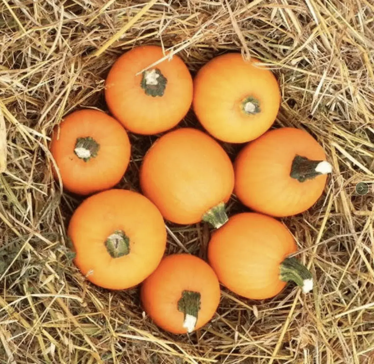 Wee Bee Little Pumpkins